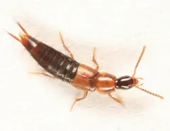 Heterothops fusculus thumbnail 2