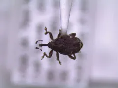 Pointed Minute Seed Weevil thumbnail 4