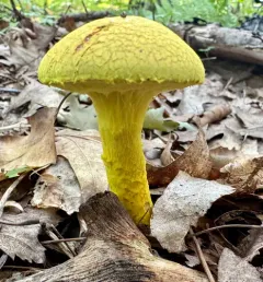 powdery sulfur bolete thumbnail 4