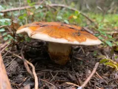 Fetid armillaria thumbnail 2