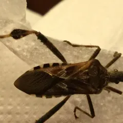 Western Conifer Seed Bug photo