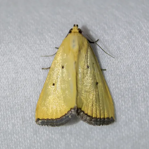 Black-bordered Lemon Moth