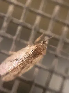 Psectra diptera thumbnail 4