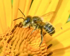 Megachile brevis thumbnail 1