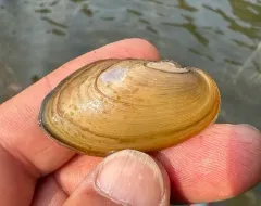 Lake Floater thumbnail 4
