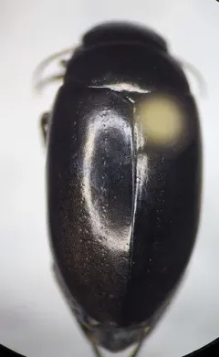Dot-lined Predaceous Diving Beetle thumbnail 3