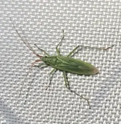Rice Leaf Bug thumbnail 4