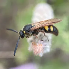 Noble Scoliid Wasp thumbnail 1