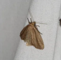Narrow-winged Borer Moth thumbnail 3
