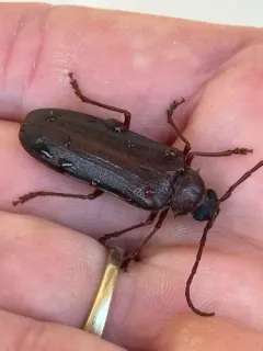 Tragosoma pilosicornis thumbnail 2