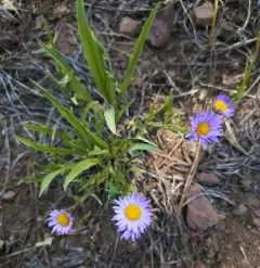 Eaton's Fleabane thumbnail 4
