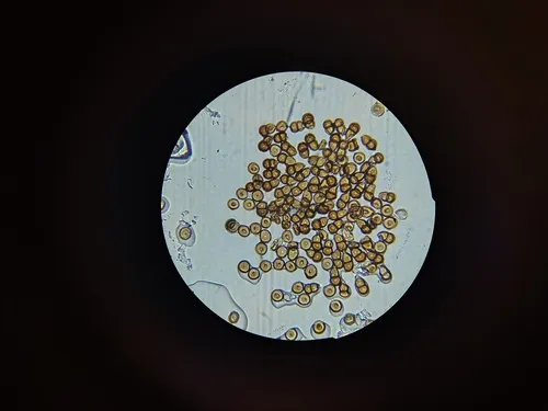 Puccinia gayophyti