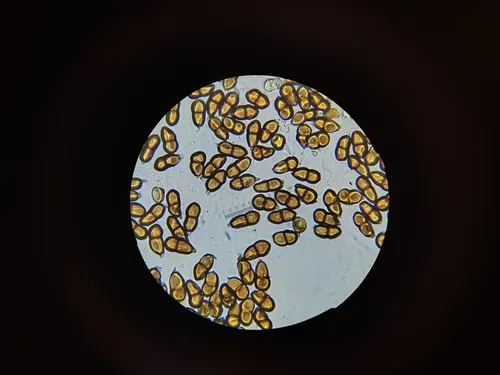 Puccinia areolata