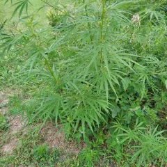 Cannabis thumbnail 4