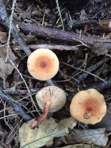 Eye Spot Milky
