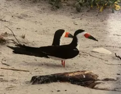 Black Skimmer thumbnail 3