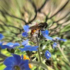 Yellow-thighed Thick-leg Fly thumbnail 4