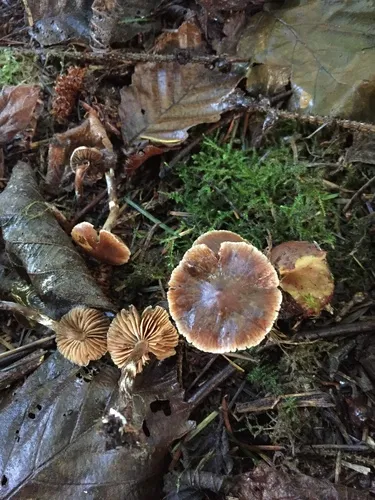 Cortinarius minusculus