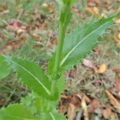 prickly sowthistle thumbnail 4