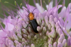 Zonitis atripennis thumbnail 3