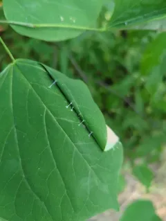 Redbud Leaffolder Moth thumbnail 4