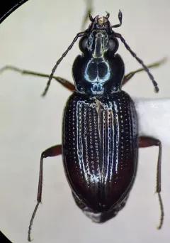 Bembidion salebratum thumbnail 1
