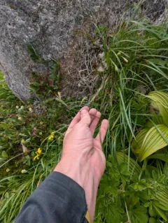 Alaska Large Awn Sedge thumbnail 3