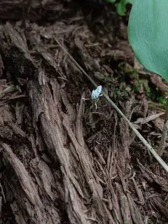 Cordyceps farinosa thumbnail 3
