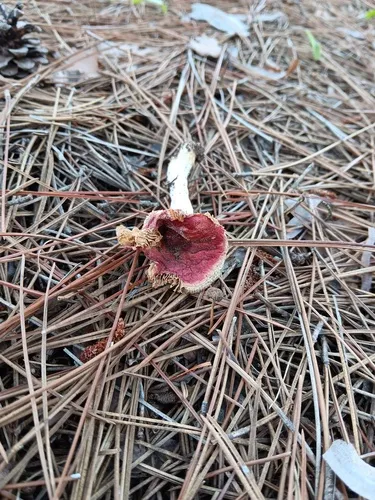 Russula fulvescens