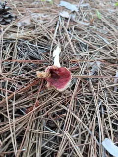 Russula fulvescens thumbnail 1