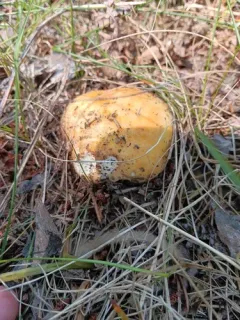 Russula katarinae thumbnail 2