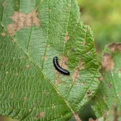 Alder Leaf Beetle thumbnail 1