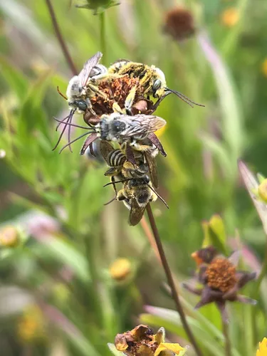 Common Longhorn Bee
