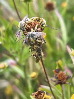 Common Longhorn Bee thumbnail 1