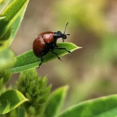 Oak Leaf Rolling Weevil thumbnail 4