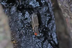Periscelis flinti thumbnail 2
