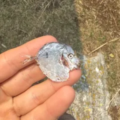 Atlantic Moonfish thumbnail 4