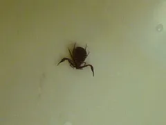 Pseudogarypus banksi thumbnail 2