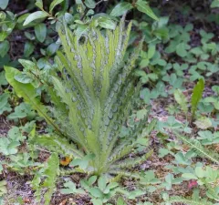 Leafy Thistle thumbnail 4