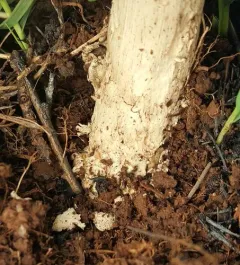 Protected Ringless Amanita thumbnail 4