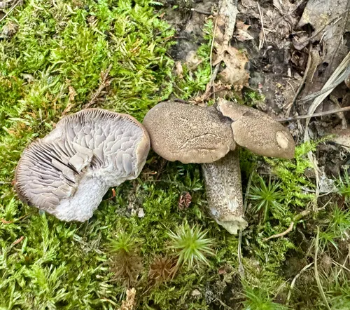 Pseudotricholoma umbrosum