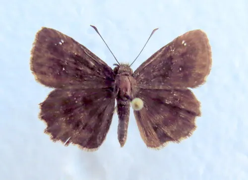 Hayhurst's Scallopwing