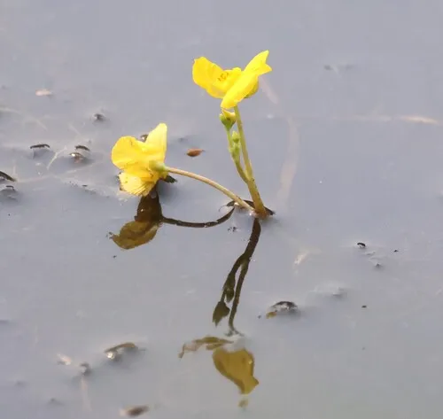 Utricularia tenuicaulis