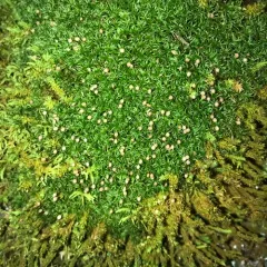 Oeder's Apple-moss thumbnail 3