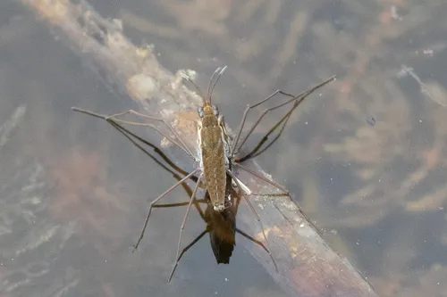 Gerris pingreensis