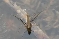 Gerris pingreensis thumbnail 1