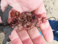 Sea Oak thumbnail 2