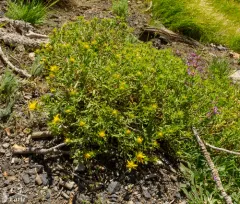 singlehead goldenbush thumbnail 3