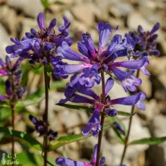 Sulphur Penstemon thumbnail 3