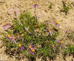 Rocky Mountain Aster thumbnail 4